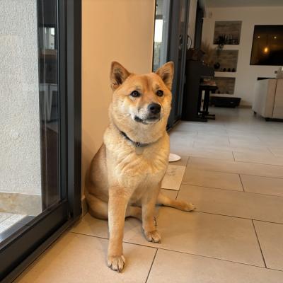 Suerté, shiba inu 2 ans