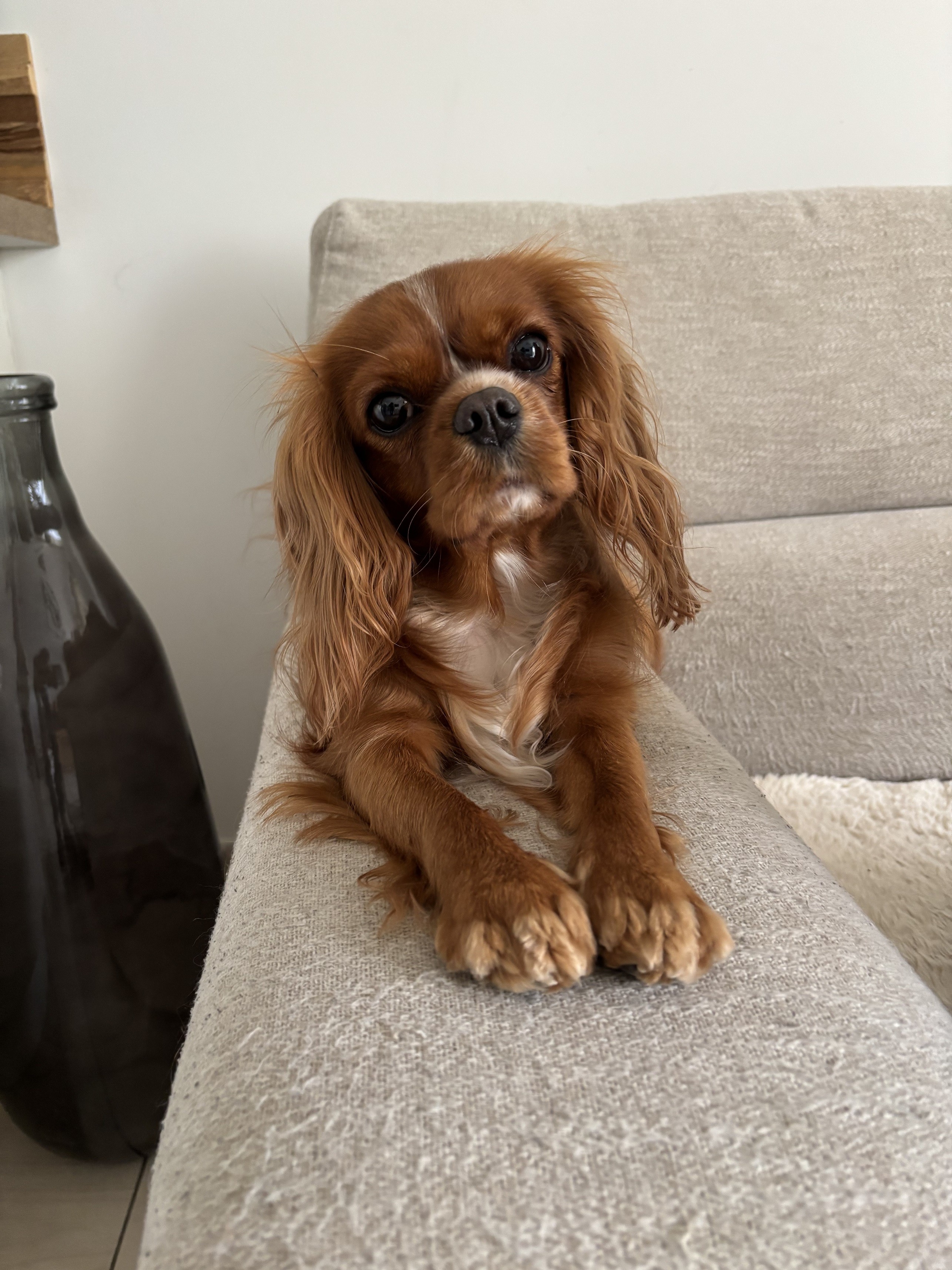 Tessa cavalier king charles 2 ans