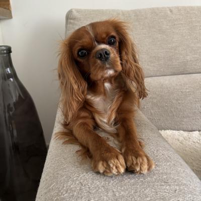 Tessa cavalier king charles 2 ans