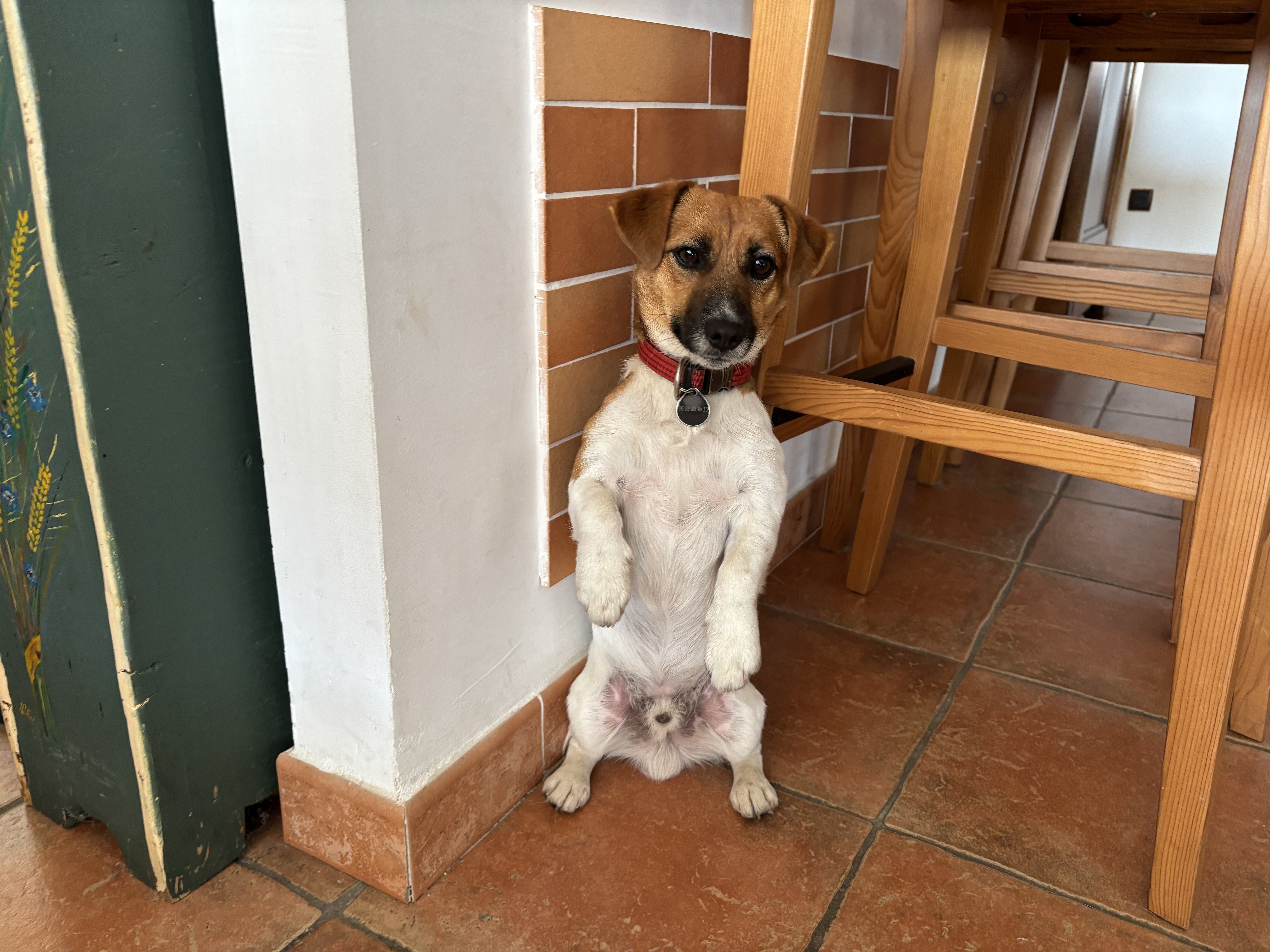 Ugo, jack russel 2 ans