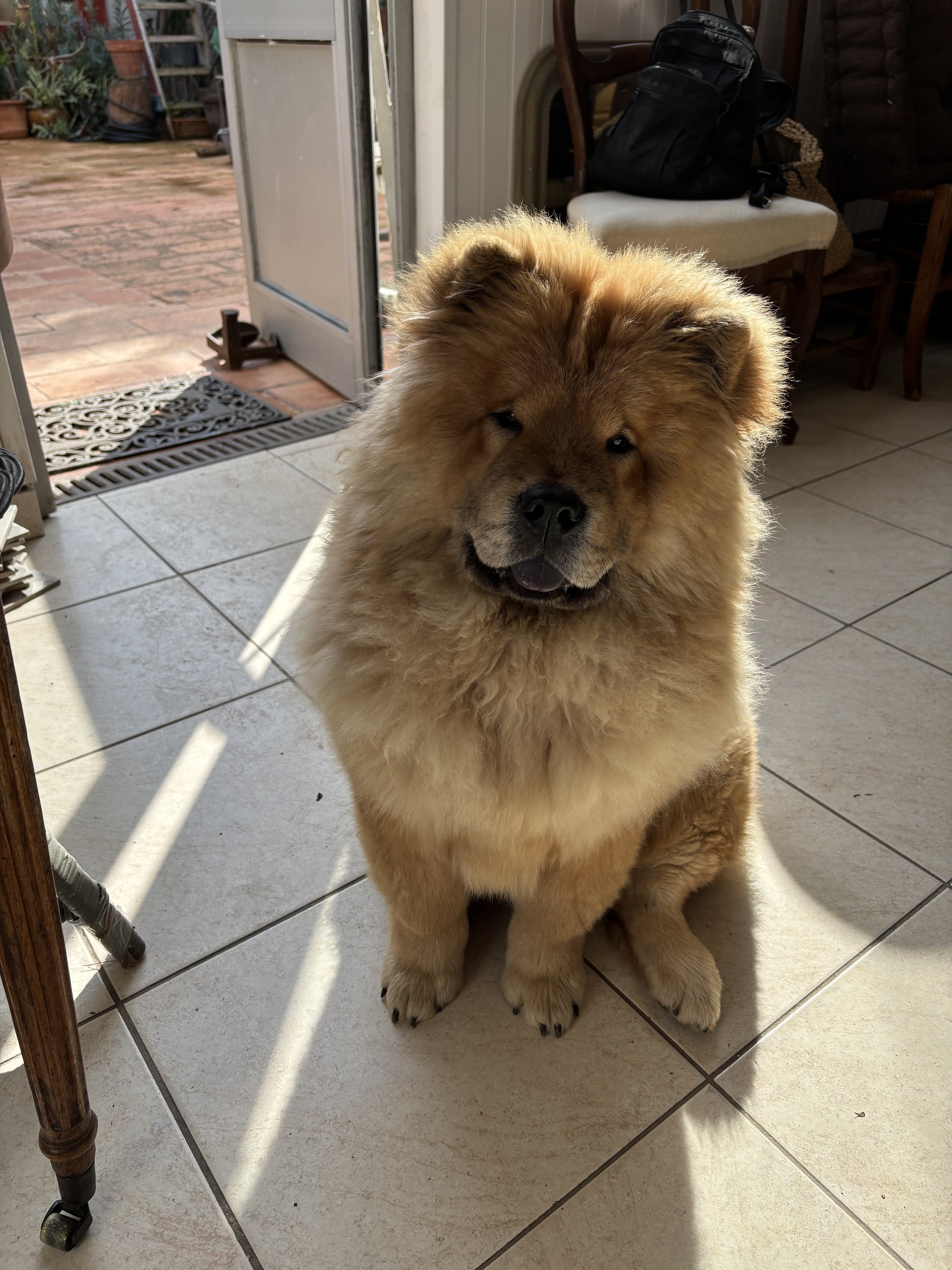 Verrat chowchow 6 mois