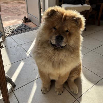 Verrat chowchow 6 mois